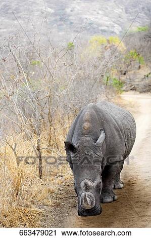 Stock Image - Rhinoceros standing in a forest. Fotosearch