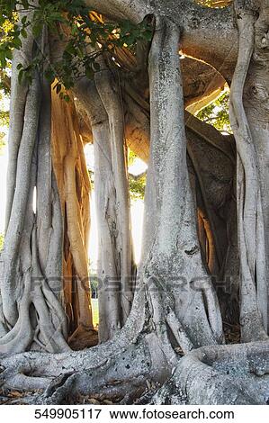 Roots of a banyan tree View Large Photo Image Stock Photo - Roots of a banyan tree. Fotosearch