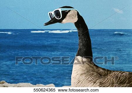 Stock Photography - Side profile of a goose wearing sunglasses at the seaside. Fotosearch