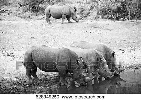 Side profile of rhinoceroses drinking water from a waterhole View Large Photo Image Stock Image - Side profile of rhinoceroses drinking water from a waterhole. Fotosearch