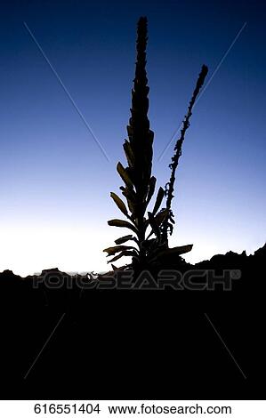 Silhouette of a plant, Mauna Kea, Hilo, Hawaii, USA View Large Photo Image Picture - Silhouette of a plant, Mauna Kea, Hilo, Hawaii, USA. Fotosearch