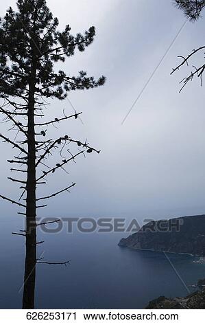 Silhouette of a tree at dusk, Italian Riviera, Cinque Terre National Park, Mar Ligure, Cinque Terre, La Spezia, Liguria, Italy View Large Photo Image Stock Image - Silhouette of a tree at dusk, Italian Riviera, Cinque Terre National Park, Mar Ligure, Cinque Terre, La Spezia, Liguria, Italy. Fotosearch
