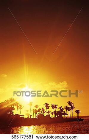 Silhouette of trees on a coast, Islamorada, Florida Keys, Monroe County, Florida, USA View Large Photo Image Stock Image - Silhouette of trees on a coast, Islamorada, Florida Keys, Monroe County, Florida, USA. Fotosearch