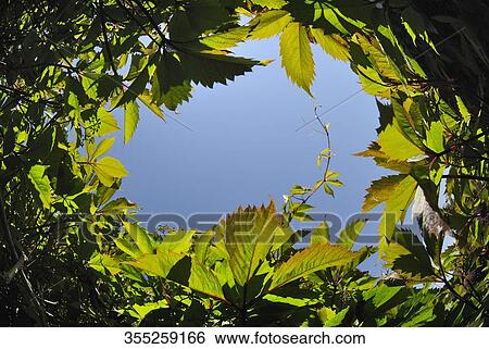 Sky viewed through plants View Large Photo Image Stock Photograph - Sky viewed through plants. Fotosearch