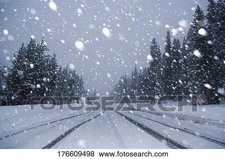 Stock Photo - Snow fall in a forest, Yellowstone National Park, Wyoming, USA. Fotosearch