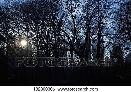 Sun shining through trees at sunset, Central Park, Manhattan, New York City, New York State, USA View Large Photo Image Stock Photography - Sun shining through trees at sunset, Central Park, Manhattan, New York City, New York State, USA. Fotosearch