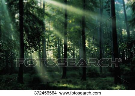 Picture - Sunbeam passing through trees in a forest. Fotosearch