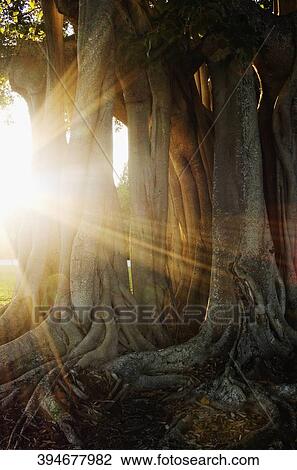 Stock Image - Sunlight passing through tree trunks. Fotosearch