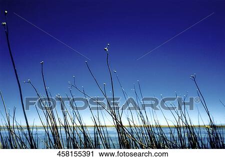 Tall grass at the riverside, Atacama Desert, Chile View Large Photo Image Stock Image - Tall grass at the riverside, Atacama Desert, Chile. Fotosearch