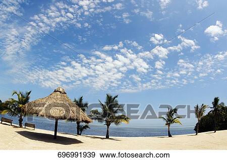 Thatched roof with palm trees on the beach, Florida Keys, Florida, USA View Large Photo Image Stock Photo - Thatched roof with palm trees on the beach, Florida Keys, Florida, USA. Fotosearch