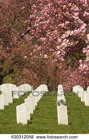 Tombstones in a row in a cemetery, Arlington National Cemetery, Arlington, Virginia, USA View Large Photo Image Stock Photo - Tombstones in a row in a cemetery, Arlington National Cemetery, Arlington, Virginia, USA. Fotosearch