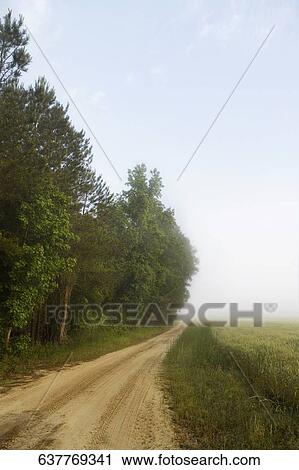 Stock Image - Trees along a dirt road. Fotosearch