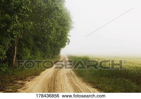 Trees along a dirt road View Large Photo Image Stock Photograph - Trees along a dirt road. Fotosearch
