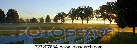 Picture - Trees along a fence in a field, Lexington, Kentucky, USA. Fotosearch