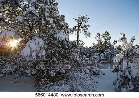 Trees covered with snow in a forest View Large Photo Image Stock Image - Trees covered with snow in a forest. Fotosearch