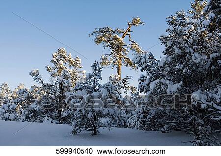 Trees covered with snow in a forest View Large Photo Image Stock Image - Trees covered with snow in a forest. Fotosearch
