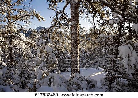Trees covered with snow in a forest View Large Photo Image Stock Image - Trees covered with snow in a forest. Fotosearch
