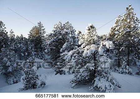 Stock Image - Trees covered with snow in a forest. Fotosearch