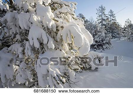 Trees covered with snow in a forest View Large Photo Image Stock Image - Trees covered with snow in a forest. Fotosearch