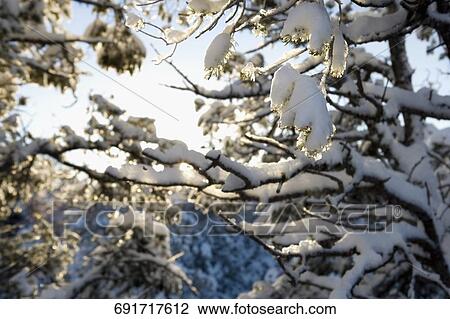 Trees covered with snow in a forest View Large Photo Image Stock Image - Trees covered with snow in a forest. Fotosearch