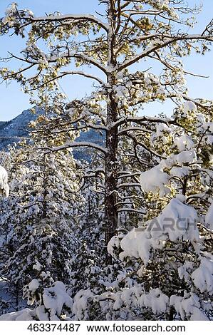Stock Photo - Trees covered with snow in a forest. Fotosearch