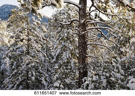 Trees covered with snow in a forest View Large Photo Image Stock Photo - Trees covered with snow in a forest. Fotosearch