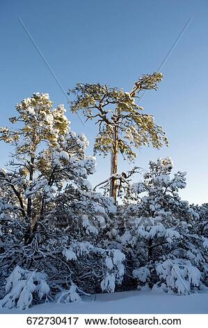 Trees covered with snow in a forest View Large Photo Image Stock Photo - Trees covered with snow in a forest. Fotosearch