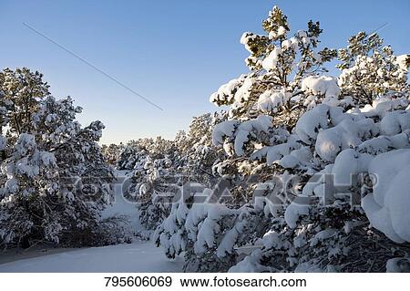 Trees covered with snow in a forest View Large Photo Image Stock Photo - Trees covered with snow in a forest. Fotosearch