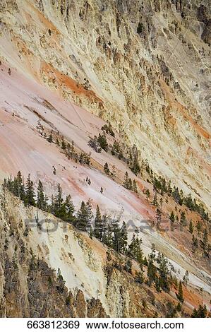 Trees in a canyon, Yellowstone National Park, Wyoming, USA View Large Photo Image Stock Photo - Trees in a canyon, Yellowstone National Park, Wyoming, USA. Fotosearch