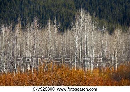 Stock Image - Trees in a forest, Grand Teton National Park, Wyoming, USA. Fotosearch