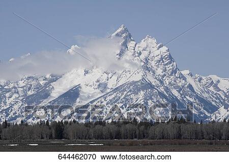 Trees in a forest with a snowcapped mountain in the background, Grand Teton National Park, Wyoming, USA View Large Photo Image Stock Image - Trees in a forest with a snowcapped mountain in the background, Grand Teton National Park, Wyoming, USA. Fotosearch