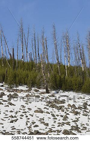 Stock Image - Trees in a snow covered field, Yellowstone National Park, Wyoming, USA. Fotosearch