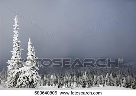 Trees in a snow covered forest, West Yellowstone, Gallatin County, Montana, USA View Large Photo Image Stock Photograph - Trees in a snow covered forest, West Yellowstone, Gallatin County, Montana, USA. Fotosearch