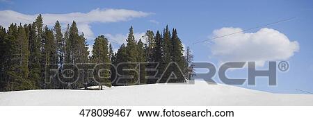 Stock Photo - Trees in a snow covered landscape, Yellowstone National Park, Wyoming, USA. Fotosearch