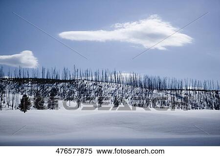 Trees in a snow covered landscape, Yellowstone National Park, Wyoming, USA View Large Photo Image Stock Photography - Trees in a snow covered landscape, Yellowstone National Park, Wyoming, USA. Fotosearch