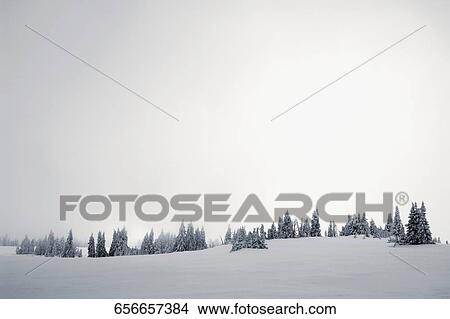 Trees in a snow covered landscape, West Yellowstone, Gallatin County, Montana, USA View Large Photo Image Picture - Trees in a snow covered landscape, West Yellowstone, Gallatin County, Montana, USA. Fotosearch