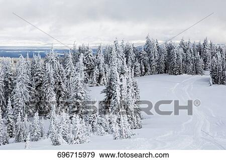 Stock Photo - Trees in a snow covered landscape, West Yellowstone, Gallatin County, Montana, USA. Fotosearch