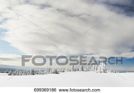 Trees in a snow covered landscape, West Yellowstone, Gallatin County, Montana, USA View Large Photo Image Stock Photograph - Trees in a snow covered landscape, West Yellowstone, Gallatin County, Montana, USA. Fotosearch