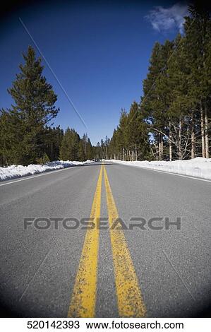 Trees on both sides of a road, Yellowstone National Park, Wyoming, USA View Large Photo Image Stock Image - Trees on both sides of a road, Yellowstone National Park, Wyoming, USA. Fotosearch