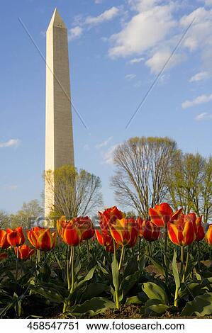 Tulips growing in a field in front of an obelisk, Washington Monument, Tulip Library, The Mall, Washington DC, USA View Large Photo Image Stock Image - Tulips growing in a field in front of an obelisk, Washington Monument, Tulip Library, The Mall, Washington DC, USA. Fotosearch