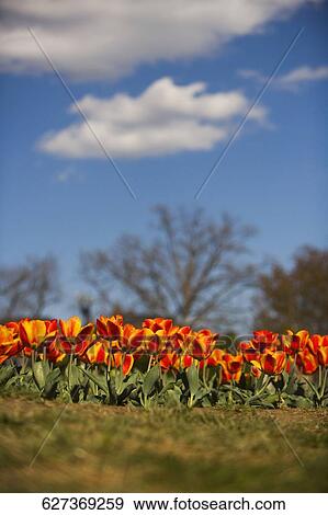 Tulips growing in a field, Tulip Library, The Mall, Washington DC, USA View Large Photo Image Stock Photo - Tulips growing in a field, Tulip Library, The Mall, Washington DC, USA. Fotosearch
