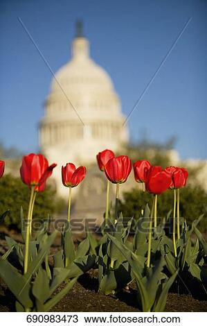 Tulips growing in a field with a government building in the background, State Capitol Building, The Mall, Washington DC, USA View Large Photo Image Stock Image - Tulips growing in a field with a government building in the background, State Capitol Building, The Mall, Washington DC, USA. Fotosearch
