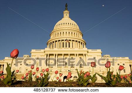 Tulips in front of a government building, State Capitol Building, The Mall, Washington DC, USA View Large Photo Image Stock Photo - Tulips in front of a government building, State Capitol Building, The Mall, Washington DC, USA. Fotosearch