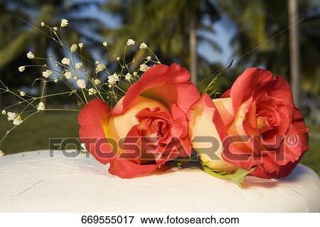 Stock Photo - Two roses on a table. Fotosearch