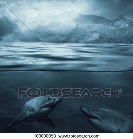 Two sharks underwater View Large Photo Image Stock Image - Two sharks underwater. Fotosearch