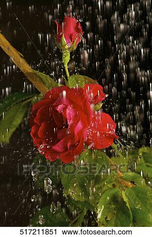 Water falling on roses View Large Photo Image Stock Image - Water falling on roses. Fotosearch