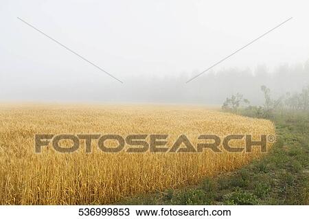 Wheat crop in the field View Large Photo Image Stock Image - Wheat crop in the field. Fotosearch