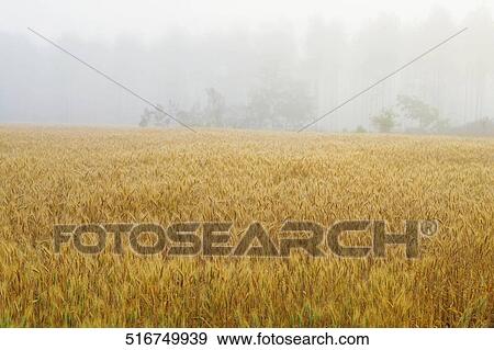 Stock Photo - Wheat crop in the field. Fotosearch