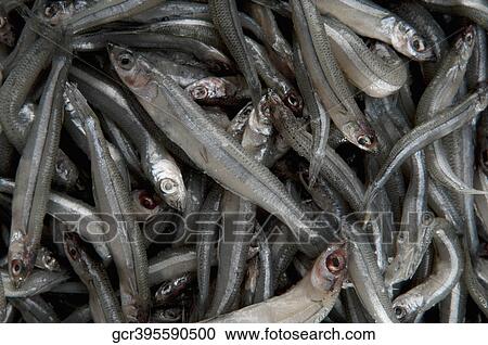 Close-up of a pile of raw sardines View Large Photo Image Stock Image - Close-up of a pile of raw sardines. Fotosearch