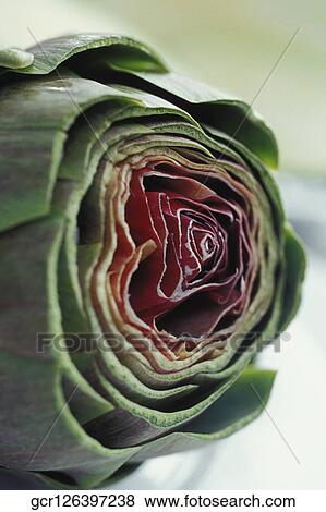 Close-up of an artichoke View Large Photo Image Stock Photo - Close-up of an artichoke. Fotosearch
